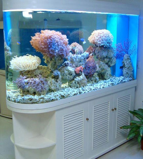 居家养鱼风水讲求，怎么养鱼招财气？