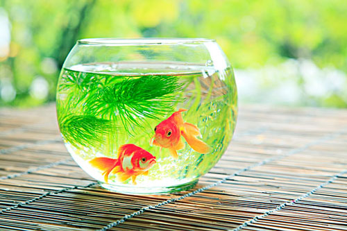 居家养鱼风水讲求，怎么养鱼招财气？